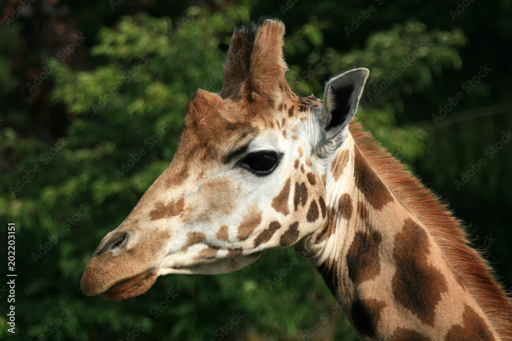 Naklejka premium Giraffe - Vancouver Zoo, Canada