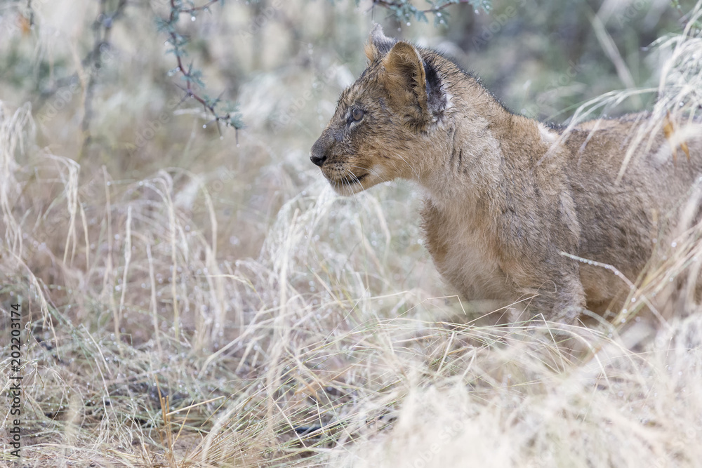 Small lion cub walking through wet grass after rain Small lion cub walking through wet grass after rain