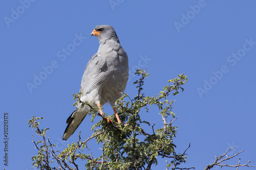 Male Pale Chanting Goshawk sitting in a tree against blue Kalahari sky
