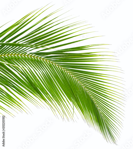 Palm tree leaf close-up isolated on white background