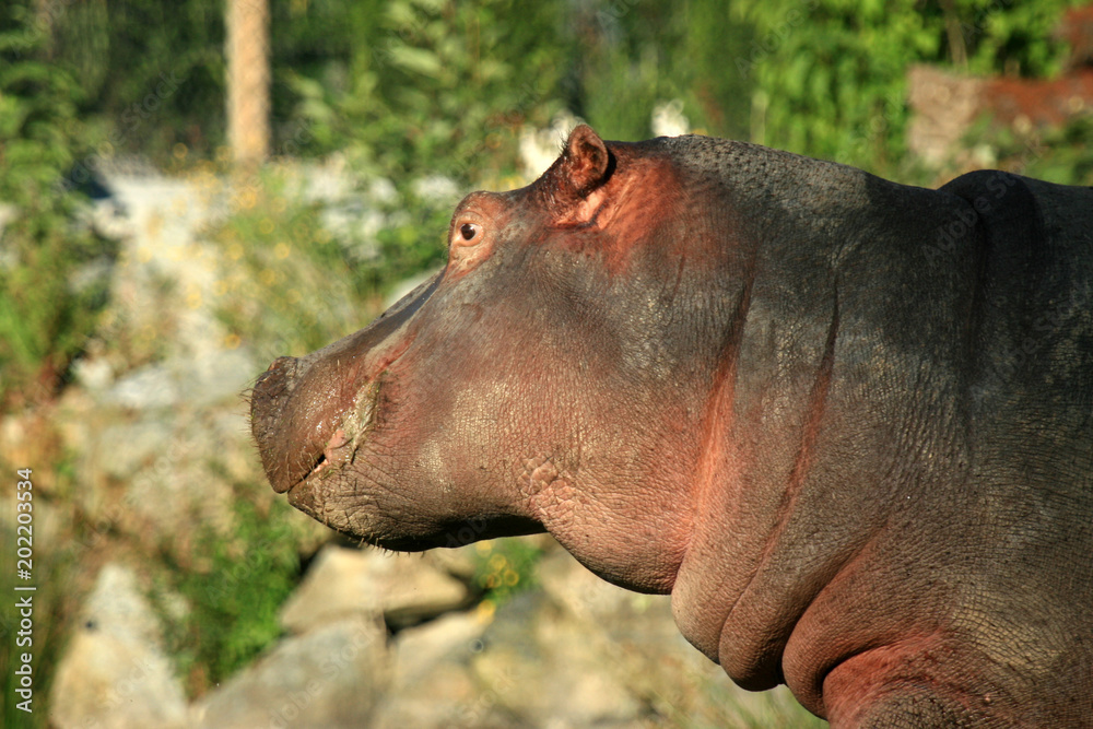 Hippo , Canada Hippo , Canada