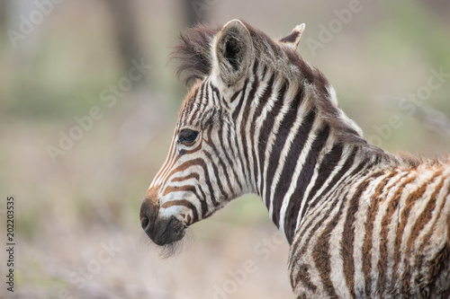 Young baby zebra foal portrait standing alone in nature © Alta Oosthuizen