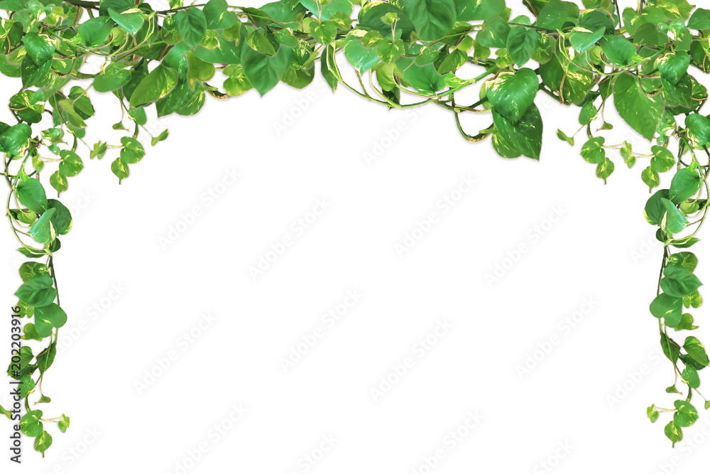 money plant or lucky plant on white background money plant or lucky plant on white background