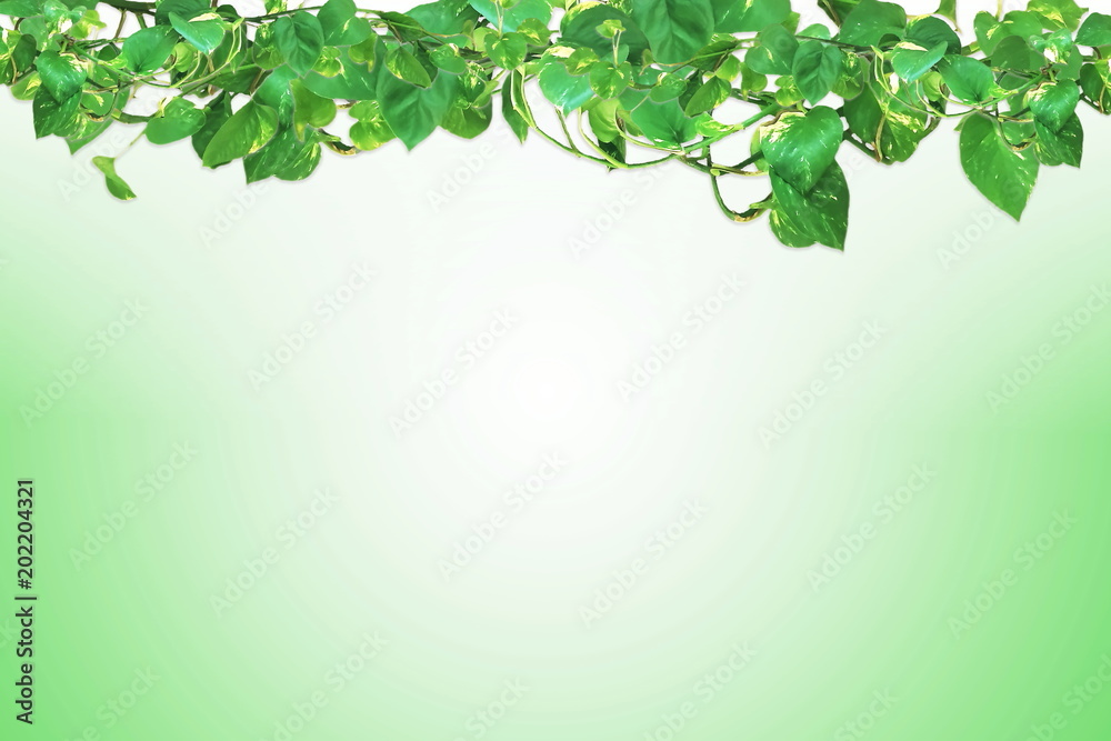 money plant or lucky plant on white background money plant or lucky plant on white background