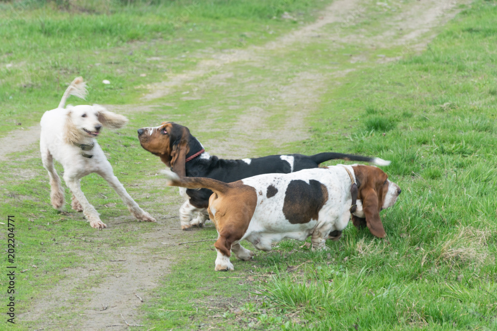 Basset Hound plays with a dog a royal poodle. Stock Photo