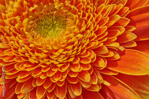 Makrofotografie einer gelb orangenen Gerbera  Teilausschnitt