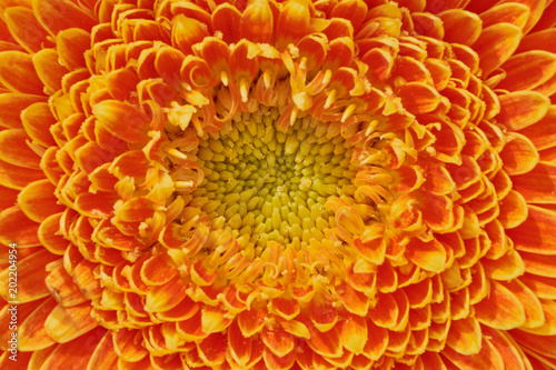 Makrofotografie einer gelb orangenen Gerbera mittig