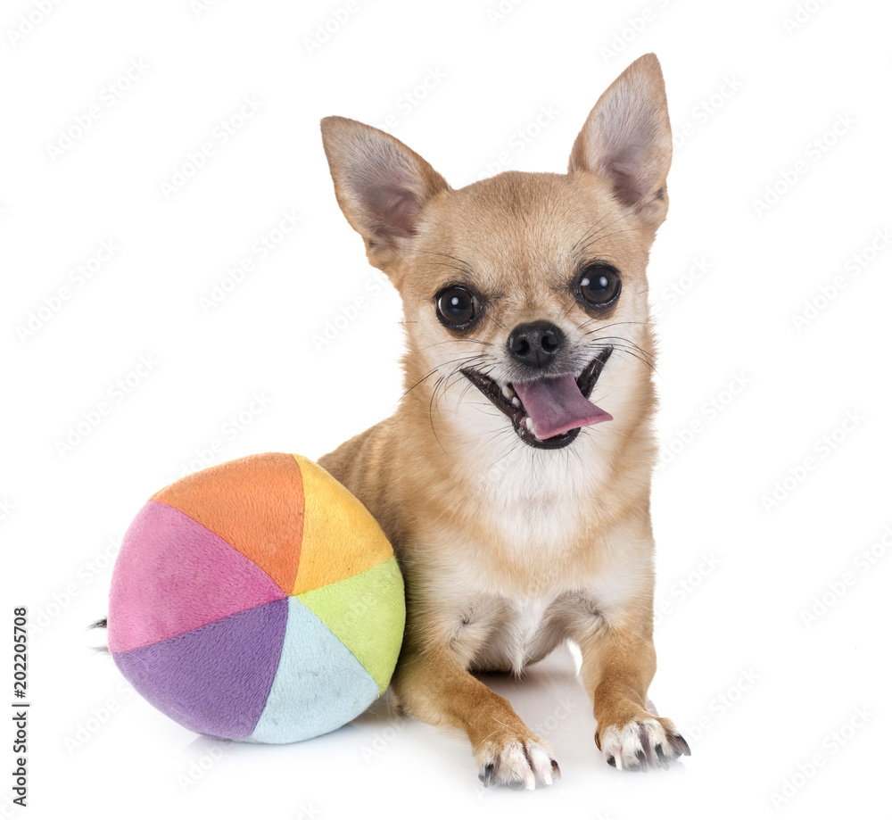 Obraz premium chihuahua in studio