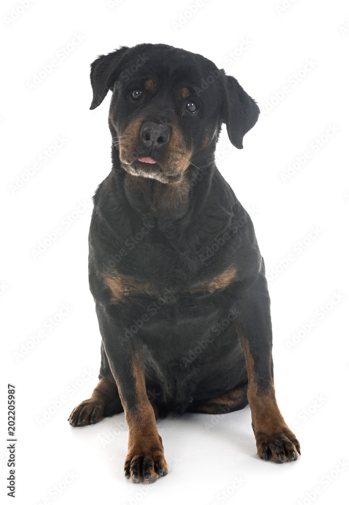 rottweiler in studio rottweiler in studio