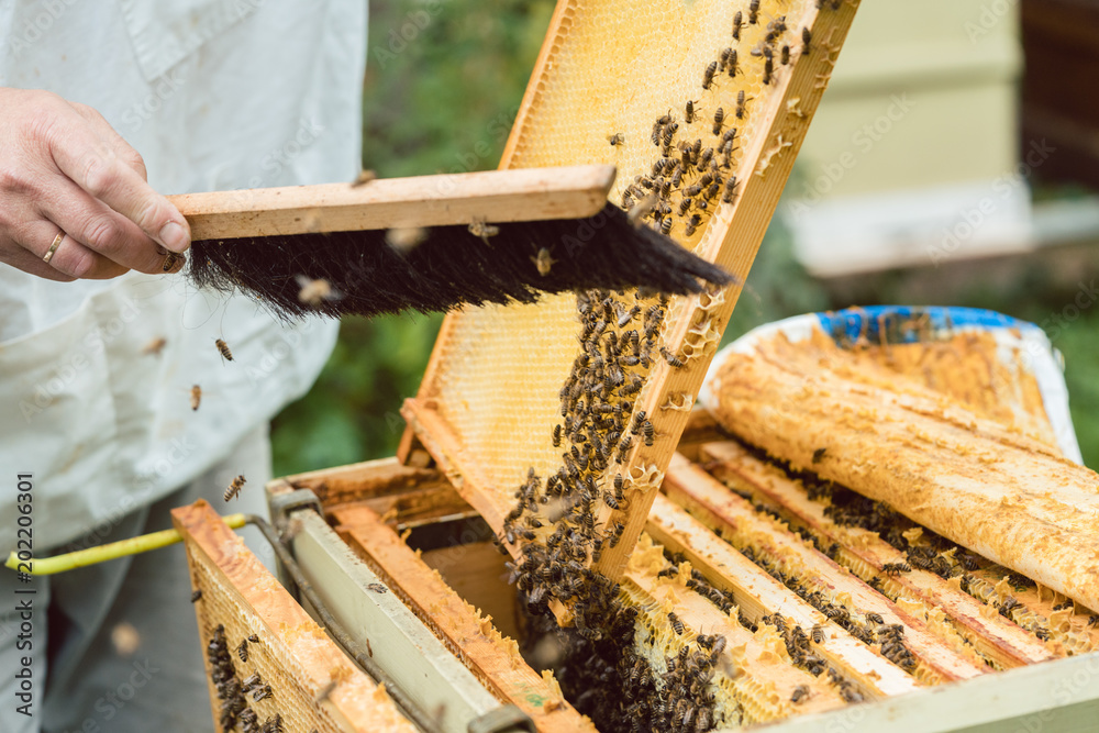 Imker bürstet Bienen von einer Honigwabe Imker bürstet Bienen von einer Honigwabe