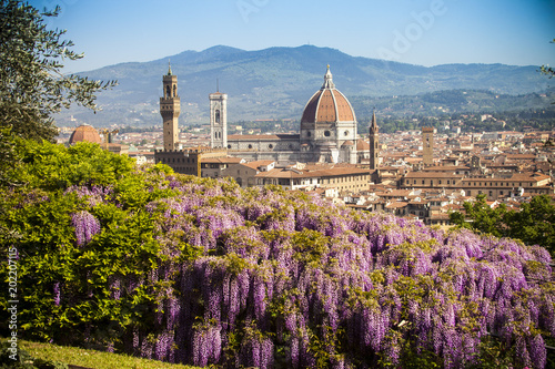 Italia, Toscana, Firenze, Giardino bardini, la fioritura del glicine. photo