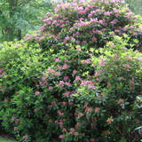 Walk in the park with huge rhododendron bushes