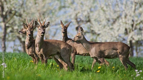Fototapeta Naklejka Na Ścianę i Meble -  many deer infront of cherry blossom trees