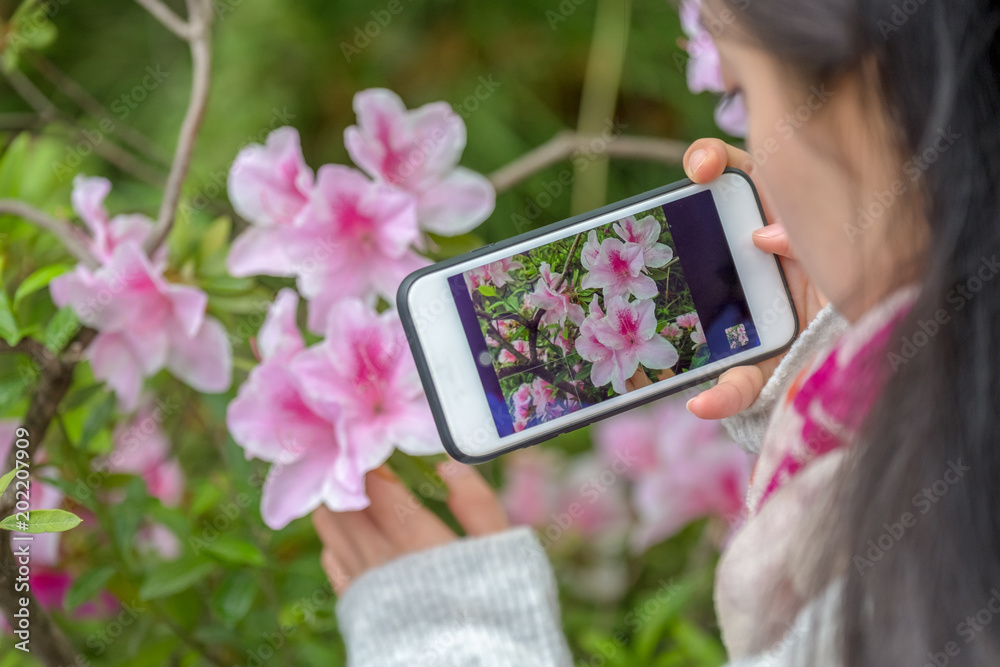 woman use a smart phone to capture flowers woman use a smart phone to capture flowers