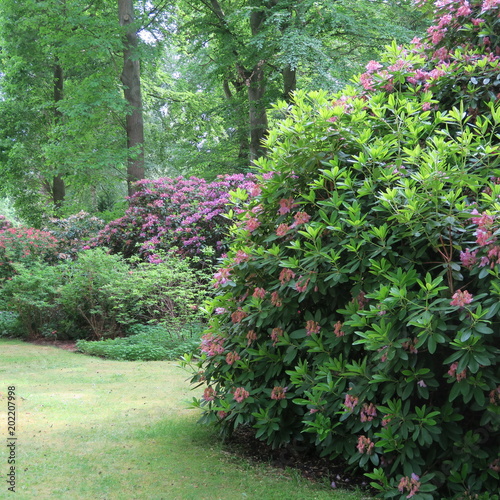 Walk in the park with huge rhododendron bushes