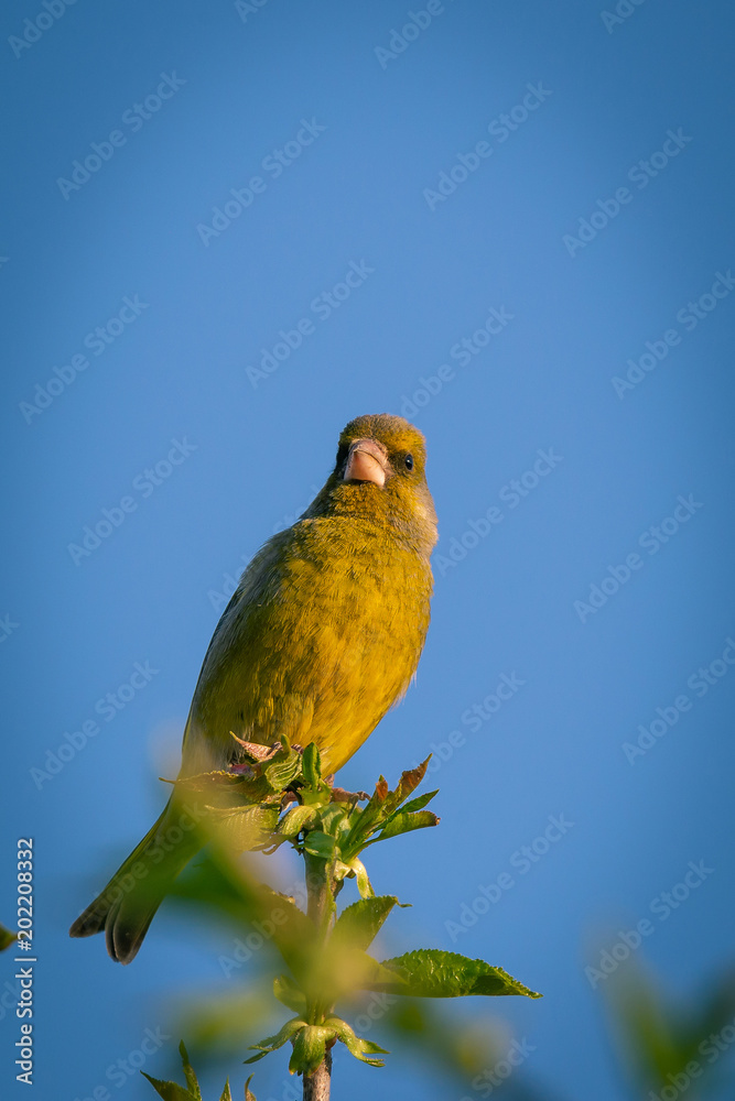 Obraz premium Cute male green finch bird perched on the top of cherry tree