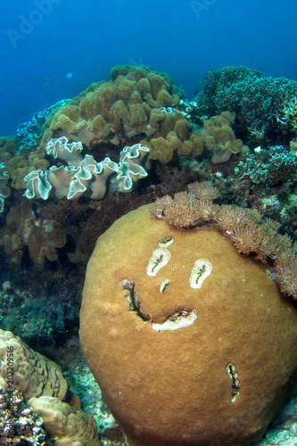 Happy coral reef.
