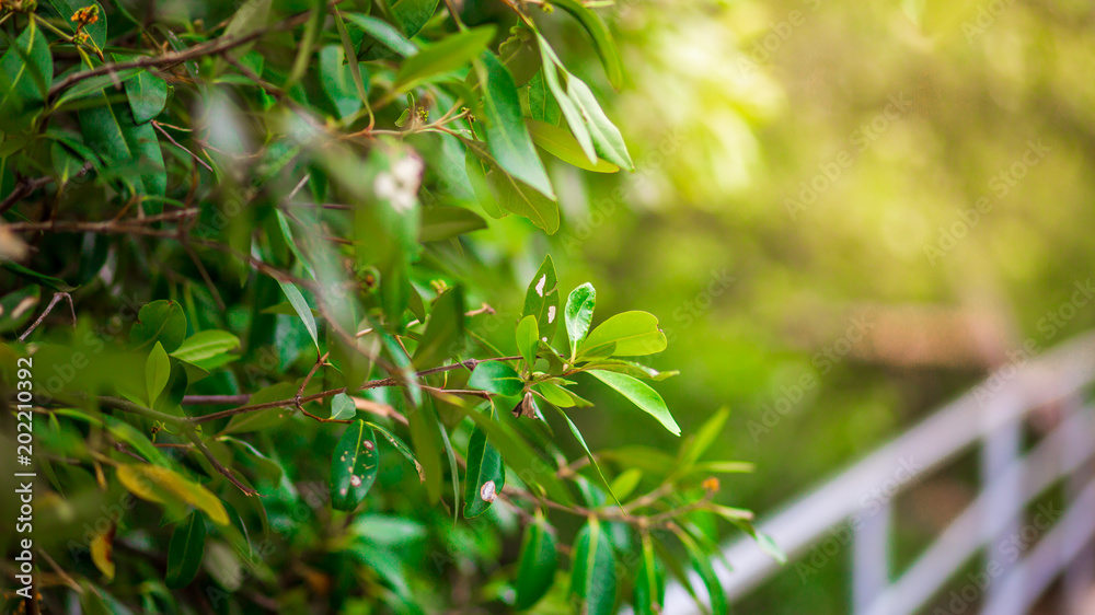 Fototapeta premium Green leaves on the spring tree background. holiday concept
