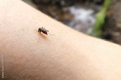 A mosquito sits on a human's hand and drinks blood. Mosquito full of blood