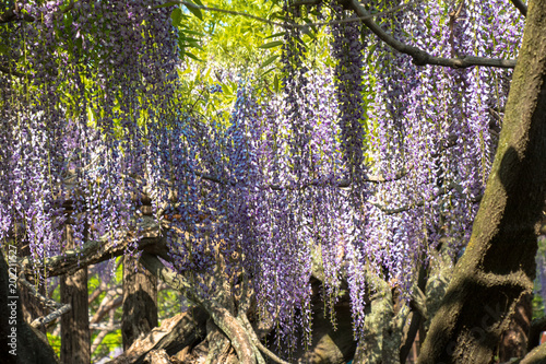 Wisteria of Ushijima in Kasukabe city, Saitama, Japan photo