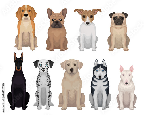 Detailed flat vector set of dogs of different breeds. Domestic animals. Design for poster of animal clinic, kennel club, zoo store