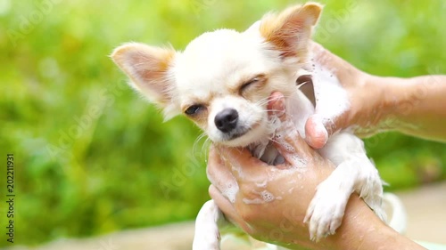 Slow motion Bathing Chihuahua dog in basin