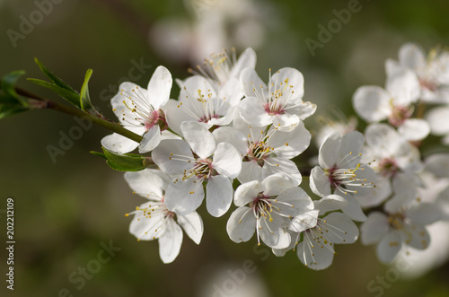 Willd Plum flowers