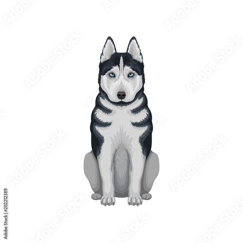 Siberian husky with serious muzzle. Powerful dog with blue eyes, black and gray coat. Detailed flat vector illustration