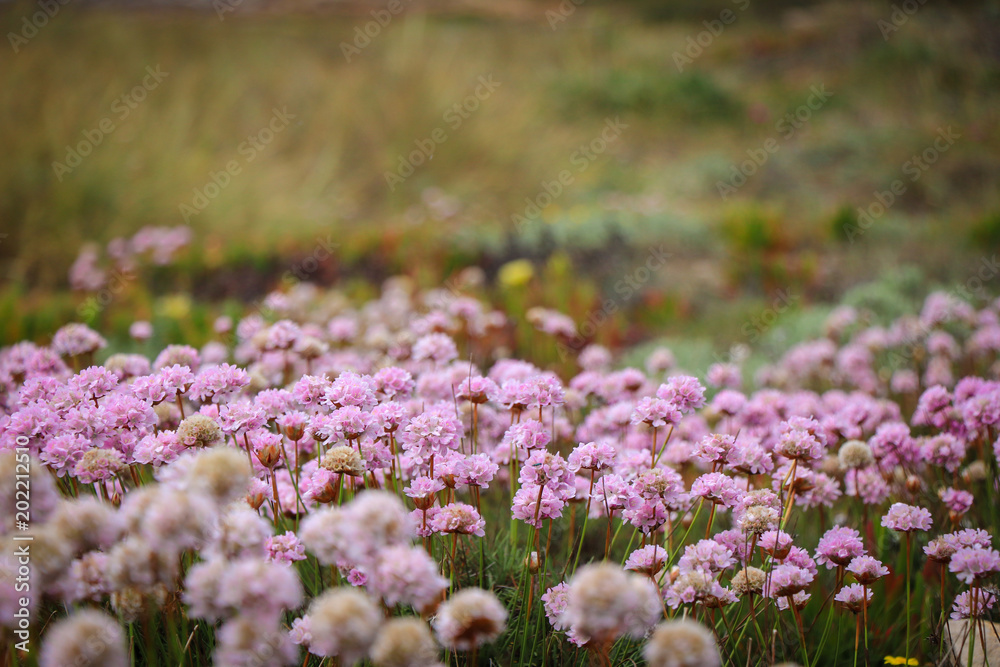 Field with pink flowers on a spring day Field with pink flowers on a spring day