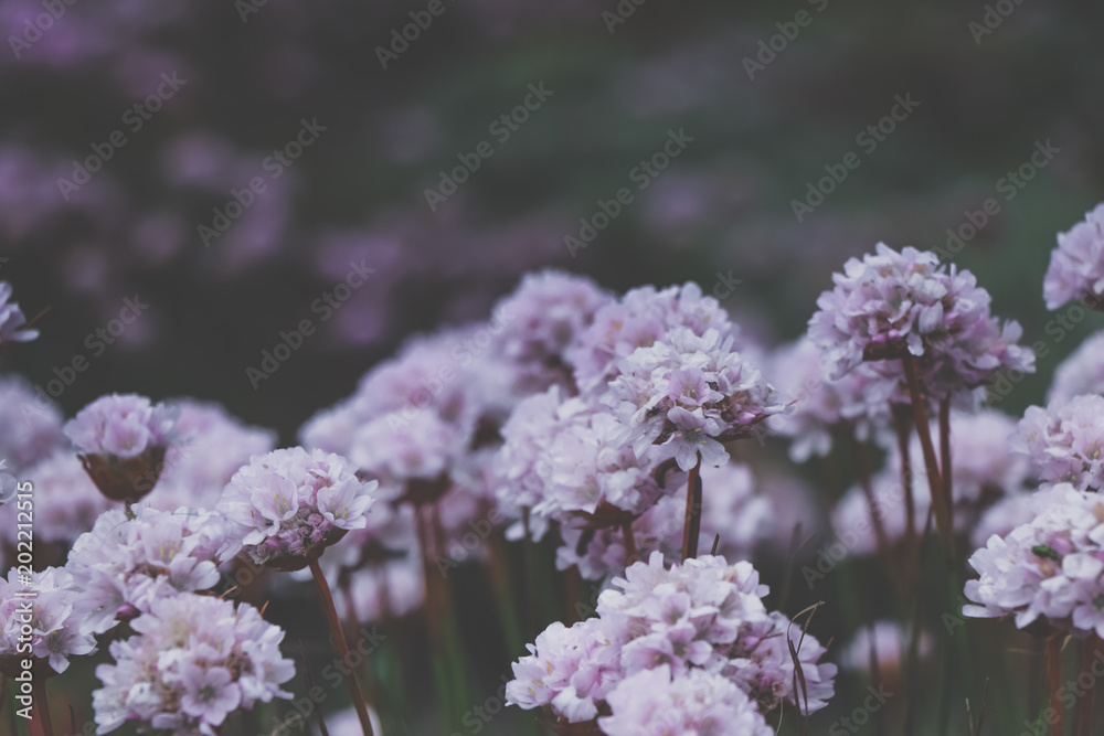 Field with pink flowers on a spring day Field with pink flowers on a spring day
