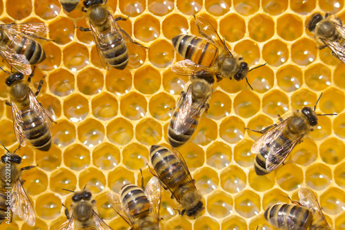Bees on honeycombs. Bees work in a team. © The physicist