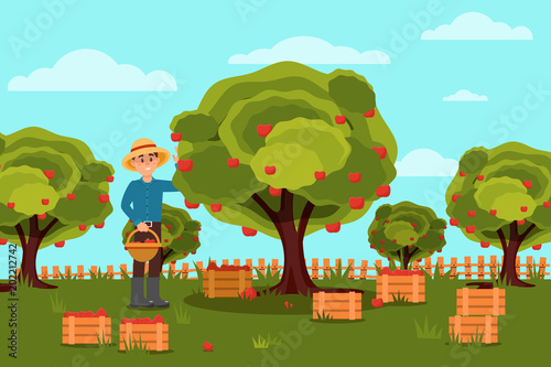 Gardener picking apples in basket. Fruit farm. Natural landscape. Wooden boxes with harvest. Flat vector design