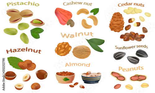 Set of nuts isolated on white background. Peanuts  cashews  hazelnuts  walnuts  sunflower seeds  almonds  pistachios  cedar nuts. Vector illustration.