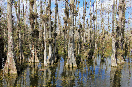 Bald Cypress Trees  Taxodium distichum  swamp  Everglades National Park  Florida The Sunshine State  USA