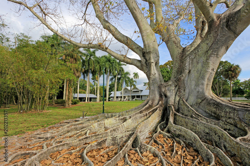 Huge Banyan tree or Moreton Bay fig in the back of the Edison and Ford Winter Estates in Fort Myers, Florida, USA photo