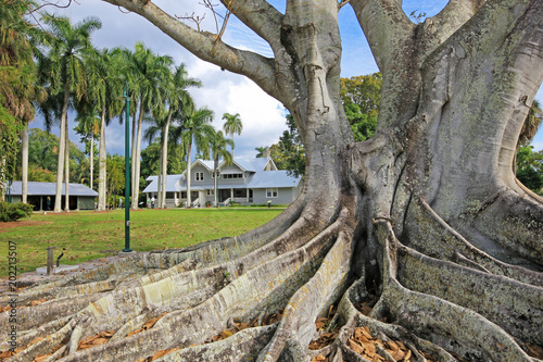Huge Banyan tree or Moreton Bay fig in the back of the Edison and Ford Winter Es Fototapeta