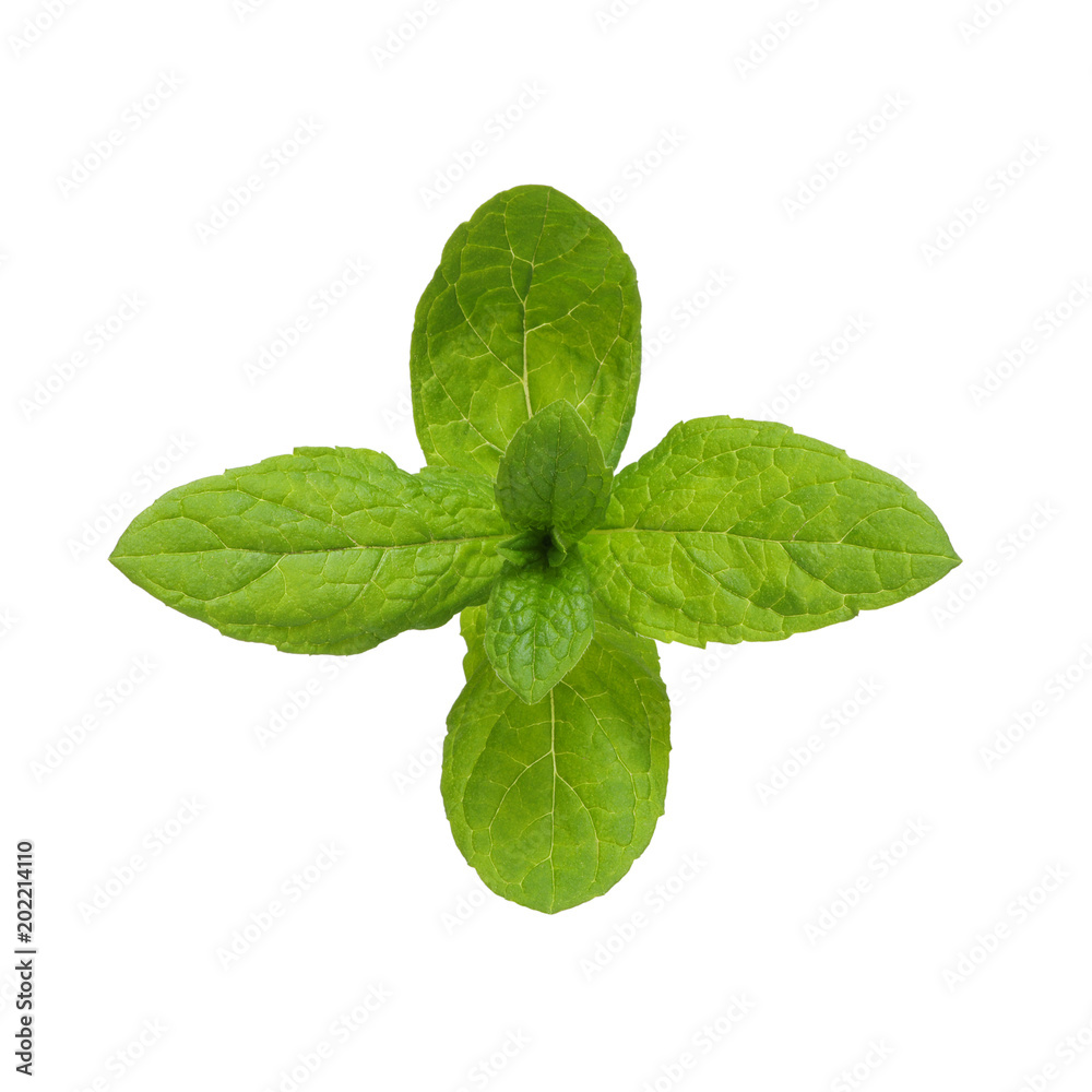 Fresh raw mint leaves Fresh raw mint leaves