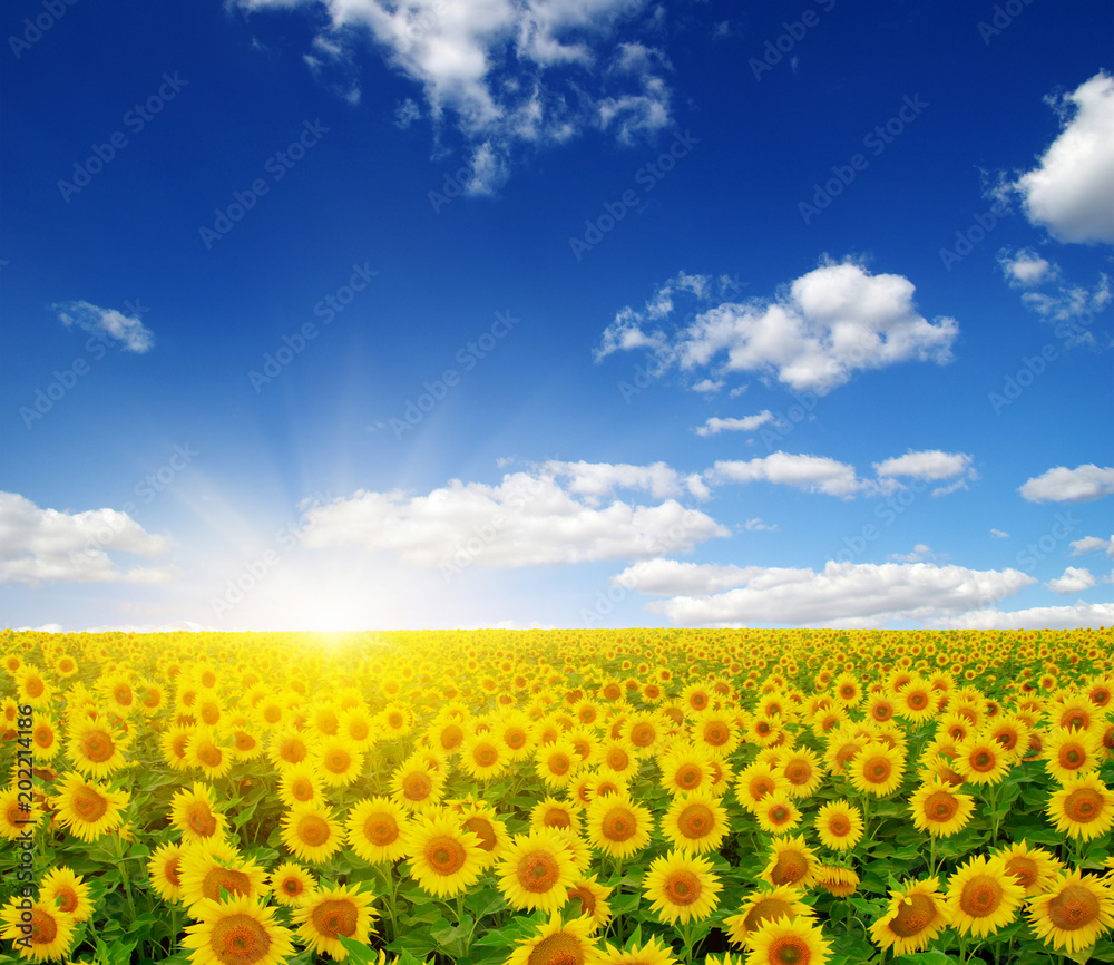Obraz premium sunflowers and sun