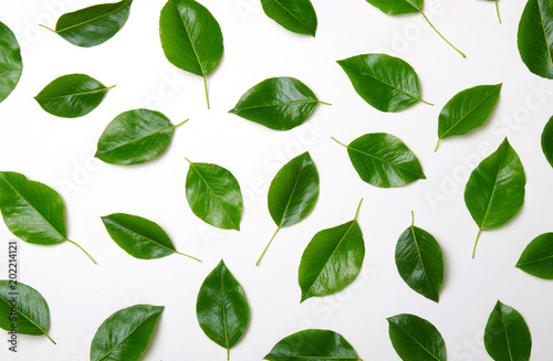 Green leaves isolated on white