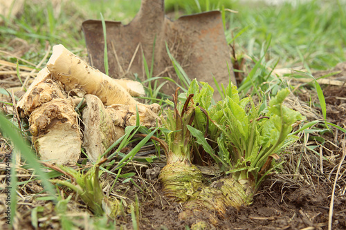 Digging out horseradish root in garden in spring. Growing horseradish in soil. photo