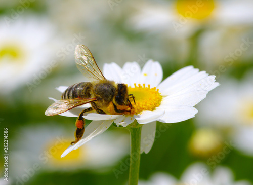 Bee and flower © Alekss