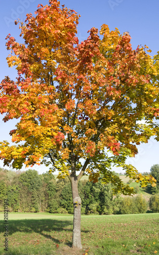 Ponitz / Germany: Autumnal colored maple tree at the roadside in Obergruenberg