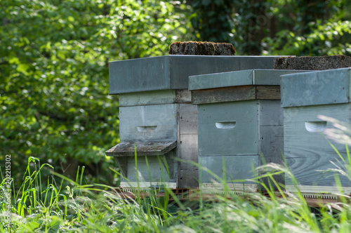 group of blue wooden beehives in a green meadow at spring