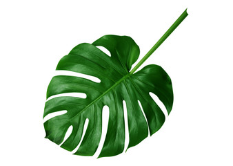 Tropical green leaves on white background
