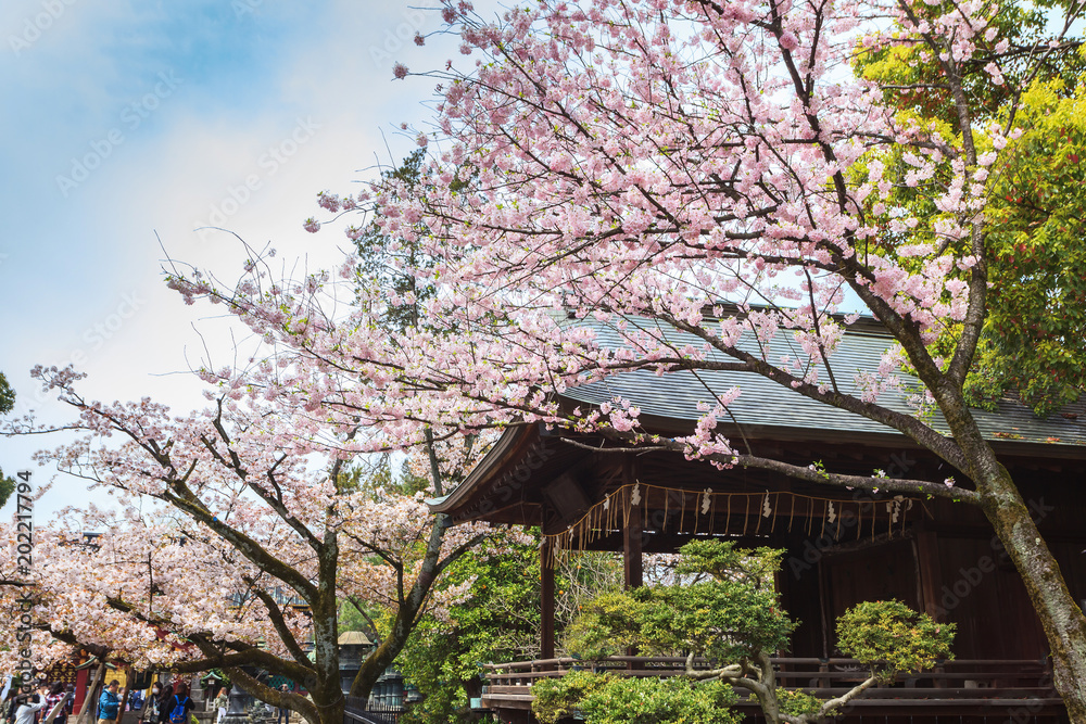 Naklejka premium Beautiful sakura cherry blossom in Ueno park, spring season at Tokyo, Japan