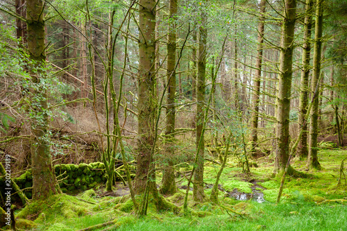 Scenic forest in Scotland UK © Dmitry Naumov