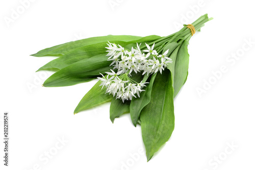 Bunch of ramson wild garlic flower heads and leaves on white isolated background