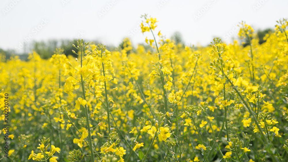 Raps Feld, Landwirtschaft in Europa, gelbe Blume, Öl