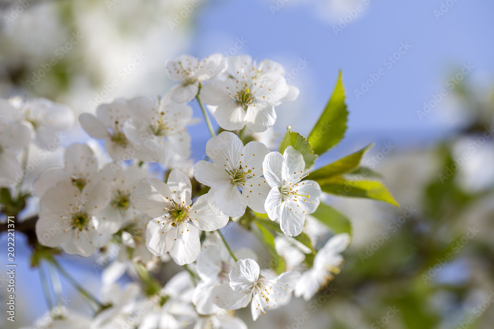 White flowers of the cherry blossoms on a spring day over blue sky background. Flowering fruit tree in Ukraine