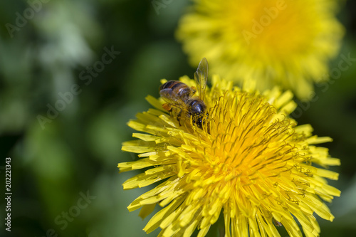 Fototapeta Naklejka Na Ścianę i Meble -  Bee feeding on dandelion flower. Wild yellow flower and honey-bee in nature, close up